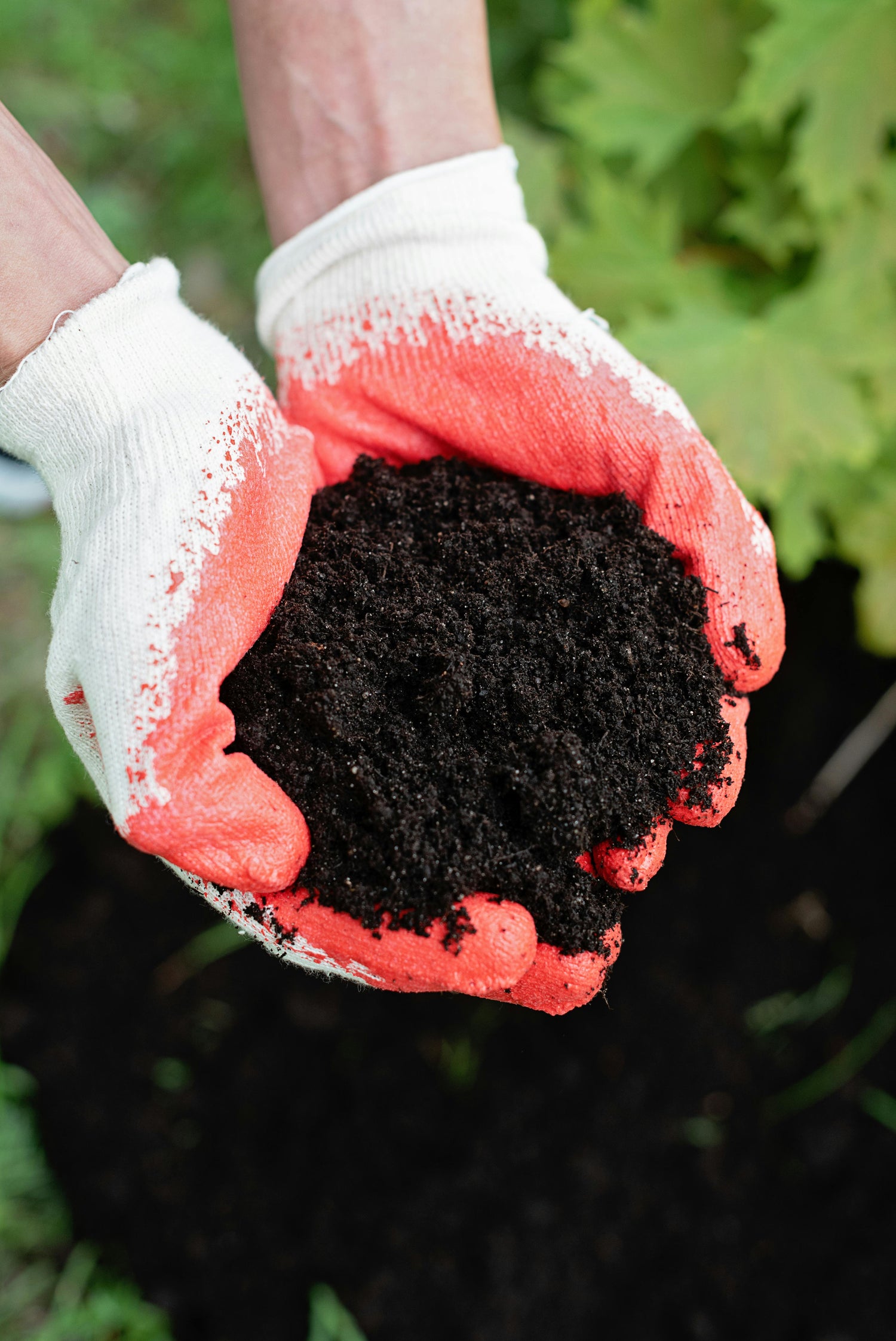 gardening gloves holding rich, nutrient-dense soil for planting, ideal compost and soil mix for healthy home gardening