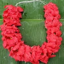 Red Hibiscus. rosa-sinensis. Live Plant - Tropical Blooming Hibiscus, Pretty Flowers, Used in Tea and Juice (2 red Hibiscus sacs)