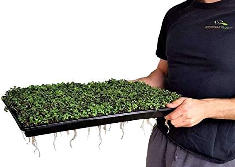 Bootstrap Farmer Microgreen 1020 Trays, Purple 10 Pack, Extra Strength with Holes Shallow Seed Plant Tray Grow Microgreens Wheatgrass Fodder Sprouting