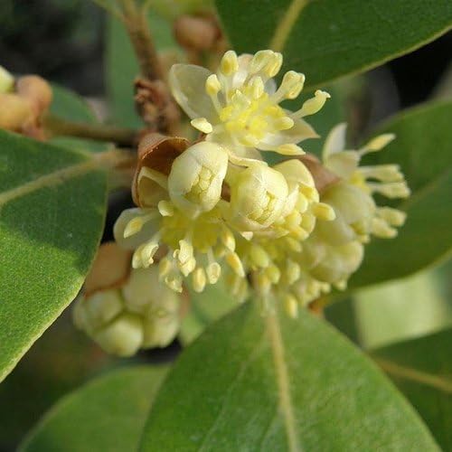 Mediterranean Bay Leaf, Bay Laurel Live Plant. Saratoga/Standard Varieties - Laurus Nobilis. Fragrant, Fresh, Edible. Pots/Ground Planting. Mild/Strong Flavor (2 Srtg + 2 Std Bay Plants in Cup)