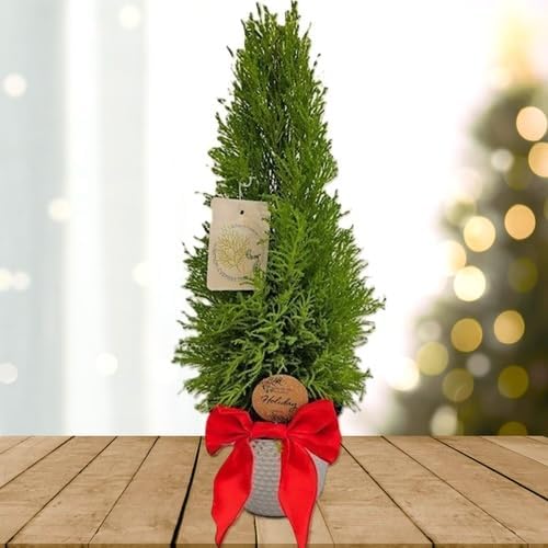 Lemony Christmas Tree. Lemon Cypress 'Goldcrest' (Cupressus Macrocarpa) - Vibrant Yellow-Green Foliage, Citrus Scent, Indoor/Outdoor (4 Cypress-Lemon Cups)