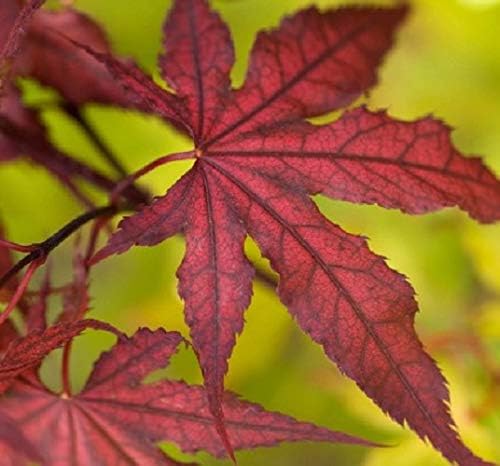 Purple Ghost Japanese Maple - Live Plant - (2.5 QT)