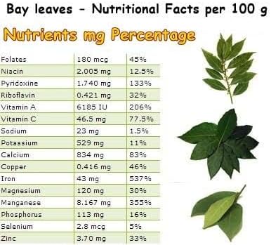 Mediterranean Bay Leaf, Bay Laurel Live Plant. Standard Variety - Laurus Nobilis. Live Plant. Fragrant, Fresh, Edible. Best for Ground Planting Outdoor. (4 Bay Laurel Plants in Cup)