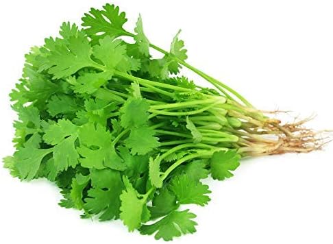 Slow Bolt Cilantro Herb Garden Seeds - 5 Lb Bulk - Non-GMO, Heirloom, Organic - Herbal Gardening & Microgreens Seeds (Coriander)