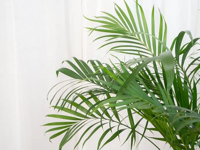 GARDENERA Palm Tree Potting Mix - The Ultimate Soil for Strong and Healthy Palms - Top Choice for Palm Tree Growers [1 Quart Bag]