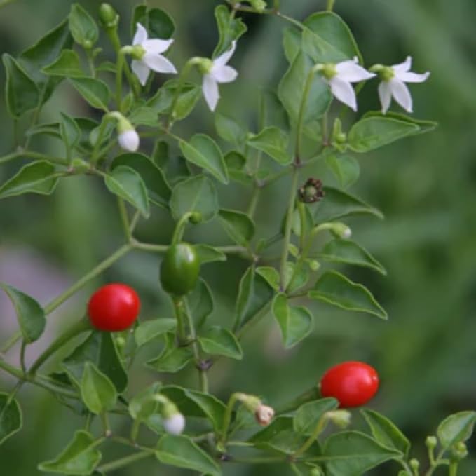 Set 2 Chiltepin Pepper Plants, Live Chiltepin Pepper Seedlings for Outdoor Garden, 4 to 8 Inch Tall Hot Pepper Live Plant