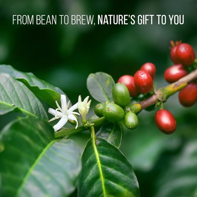 Coffee Plant Arabica Real Live Plant for Sale (8 Pack) | Coffee Lover's Dream | Easy to Grow Live for Planting | Grow Your Own Food on Your Edible Organic Garden |