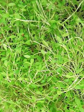 Dark Green Italian Flat-Leaf Parsley Seeds: 4 Oz - Non-GMO, Heirloom Herb Seeds for Herbal Garden & Micro Greens