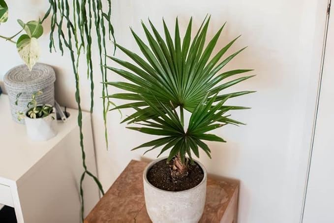 GARDENERA Palm Tree Potting Mix - The Ultimate Soil for Strong and Healthy Palms - Top Choice for Palm Tree Growers [1 Quart Bag]