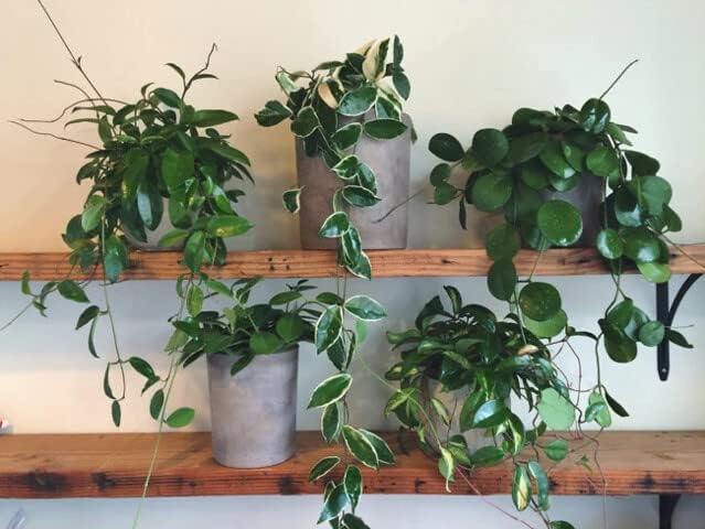 Gardenera Hoya Plant Premium Potting Mix - 5 Quart - Optimal Balance for Thriving Hoyas: Air, Moisture, and Nutrient Retention