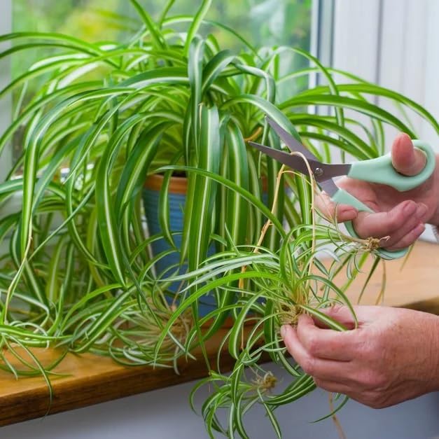 Healthy Spider Plant - Easy Care, Air-Purifying Houseplant (4 Spider Cups)