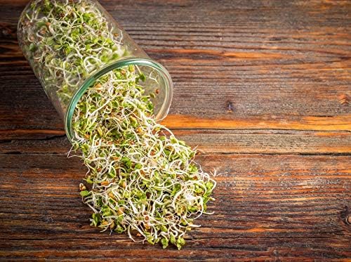 Food to Live Radish Seeds for Sprouting, 8 Ounces – Edible Seeds, Pure, Vegan, Kosher, Bulk. Rich in Vitamin C. High Germitation Rate. Grow Sprouts, and Microgreens for Salad, Sandwiches, Rolls.