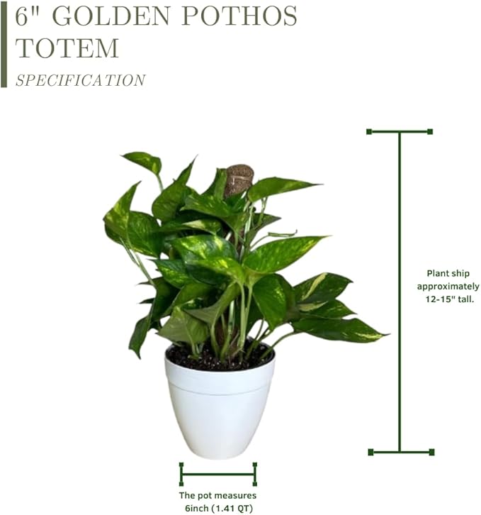 Golden Pothos Totem Live Plant, Yellow and Green, Indoor/Outdoor, Natural, 6-inch Deco Pot, 12-15 Inches Tall