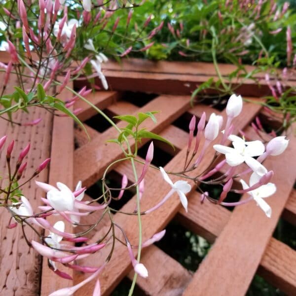 Pink Jasmine Vine - Jasminum Polyanthum - Fragrant & Blooming, Perfect for Indoor/Outdoor Decor (4 Pink jas Cups)