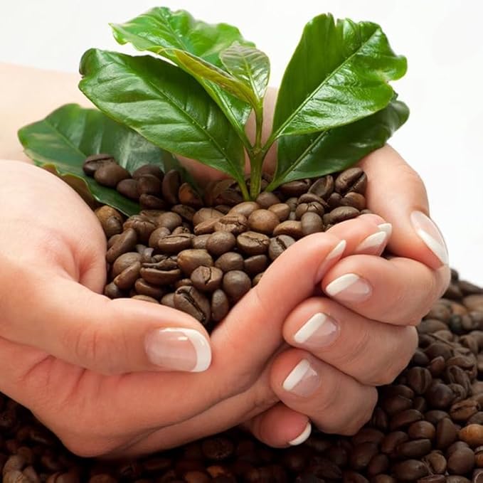 Coffee Plant Arabica Real Live Plant for Sale (8 Pack) | Coffee Lover's Dream | Easy to Grow Live for Planting | Grow Your Own Food on Your Edible Organic Garden |