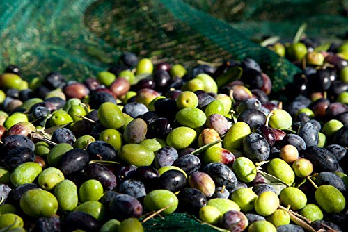 Letizia Sicilian Extra Virgin Olive Oil DOP 500 ml - Pack of 2
