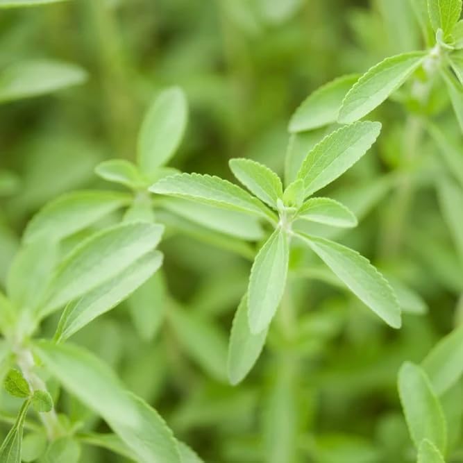Live Stevia rebaudiana Plants, Sweet Leaf or Sugar Leaf, Natural Sugar Substitute Herb, Easy to Grow (4 stevia Cups)