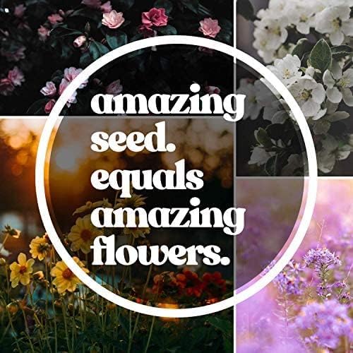 Southwestern Wildflower Seeds Bulk – 1/4 lb, 160,000+ Seeds – Native Desert Flower Mix – Annual & Perennial Wildflower Seed for Pollinators and Dry Climates