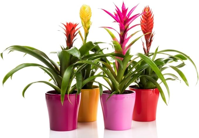 GARDENERA Bromeliad Soil - Ideal Blend for Thriving and Healthy Bromeliads - 3 QUARTS