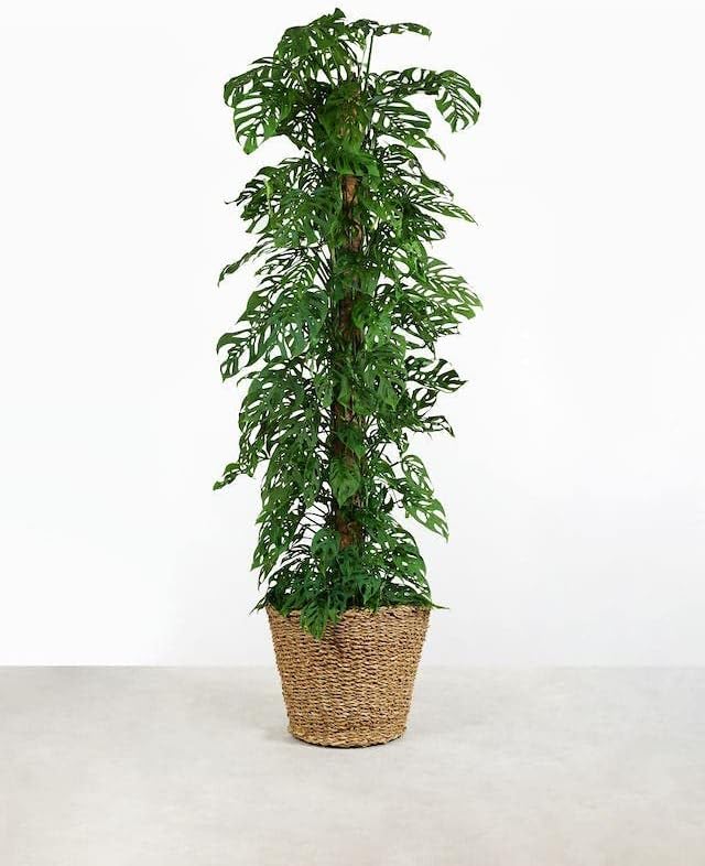 GARDENERA Monstera Adansonii Premium Soil Blend - 20 QT - Promote Aeration, Drainage & Nutrient Retention - (4 Bags of 5 Quart)
