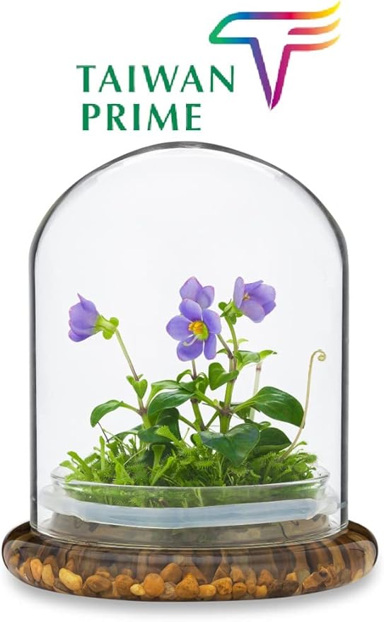 Award Winning: Persian Violet with Sundew Moss - Live Flower Terrarium in Self Sustaining Glass Jar, Maintenance Free and Blooms All-Season, Great Unique Gift and Home Decor, 100% Growth Guarantee
