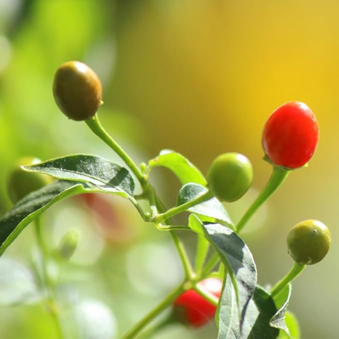 Set 2 Chiltepin Pepper Plants, Live Chiltepin Pepper Seedlings for Outdoor Garden, 4 to 8 Inch Tall Hot Pepper Live Plant