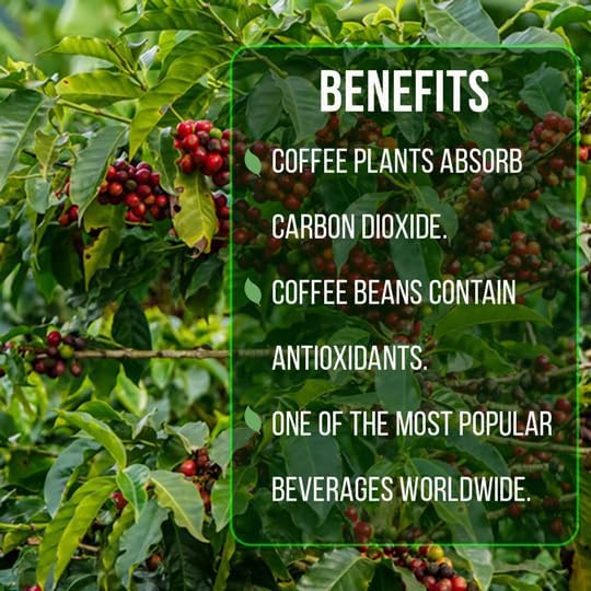 Coffee Plant Arabica (4 Pack) Real Live Plant for Sale | Coffee Lover's Dream | Easy to Grow Live for Planting | Grow Your Own Food on Your Edible Organic Garden |