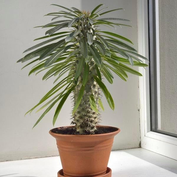 Gardenera Premium Madagascar Palm Potting Mix - Crafted for Thriving Growth and Unique Elegance - 1 Quart