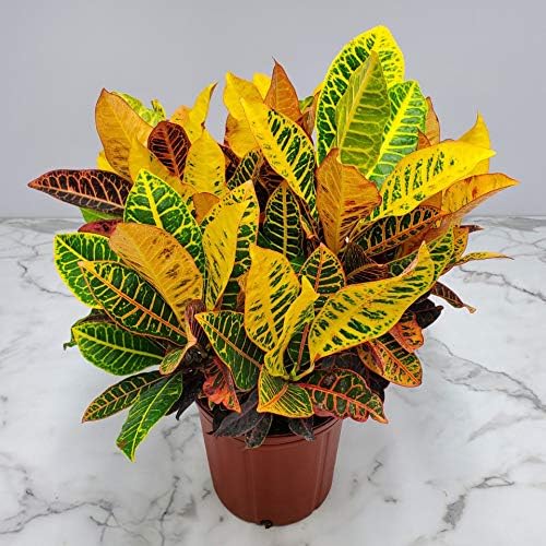 Croton Petra Plant - Tropical Foliage Plant Live - Overall Height 20" to 24" - Tropical Plants of Florida