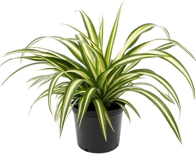 GARDENERA Premium Spider Plant Potting Soil Mix - (3 Quart Bag)