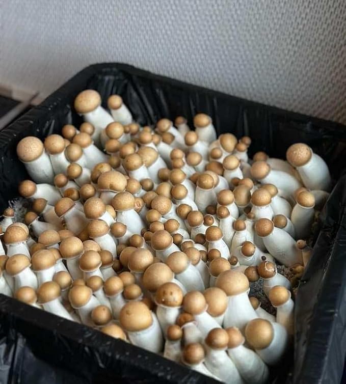 Grower's Select 28Q Cube Mushroom Monotub Fruiting Chambers with Filter Disks and Liners (2 Pack)
