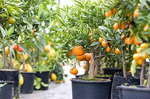 GARDENERA Citrus Tree Potting Soil Mix - 10 Quart - Special Blend for Indoor Oranges, Lemons, Limes and More - (2 Bags of 5 Quart)