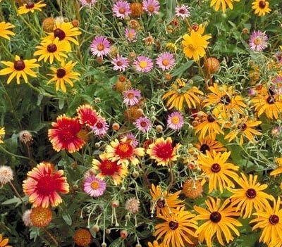 Outsidepride Perennial Wild Flower Seed Mix - 5 lbs. Diverse, Long-Lasting Blooms, Easy to Grow Perennial Flower Seeds for All States, Perfect for Home Gardens, Landscapes, and Attracting Pollinators
