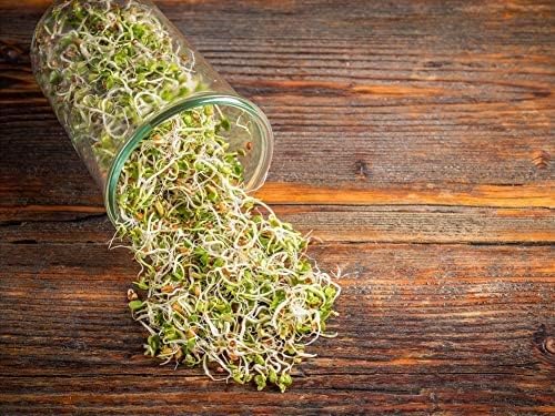 Food to Live Radish Seeds for Sprouting, 10 Pounds - Edible Seeds, Pure, Vegan, Kosher, Bulk. Rich in Vitamin C. High Germitation Rate. Grow Sprouts, and Microgreens for Salad, Sandwiches, Rolls.