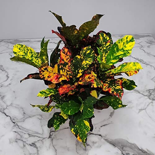 Croton Plants (Magnificent, 3 Gallon/10 Nursery Pot)