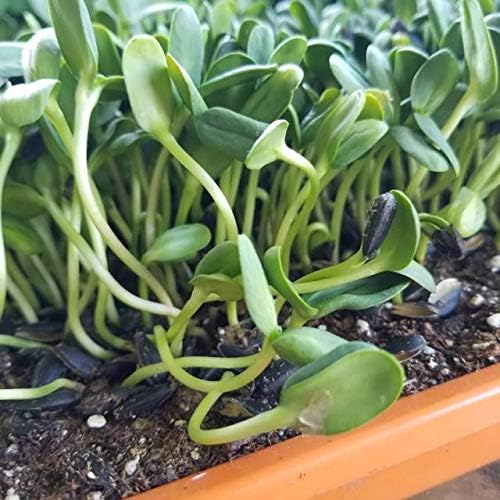 Bootstrap Farmer Microgreen 1020 Trays, White 30 Pack, Extra Strength with Holes Shallow Seed Plant Tray