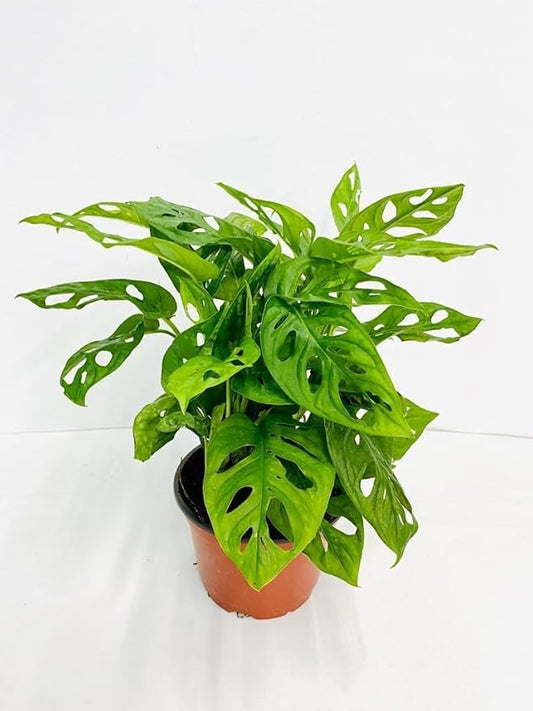 CoollectivePlants Monstera Swiss Cheese – Live Monstera Adansonii Plant in 6″ Grower’s Pot, Indoor Swiss Cheese Houseplant, Includes UniHeat Pack for Winter Protection
