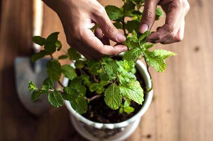 Gardenera Spearmint Potting Mix - Promote Strong Roots and Fragrant Foliage with Our Premium Blend - 4 Quart