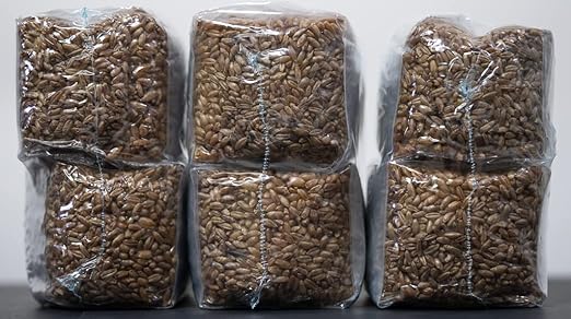 MycoHaus Mushroom Growing Kit with Injection Ports | Sterilized Rye Grain | Magic Indoor Grow Bags for Mushrooms | Home Cultivation Supplies | Without Spores | 1 Pound (12 Pack)