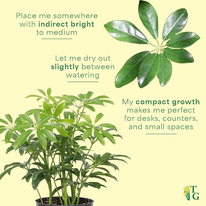 Thorsen's Greenhouse Live Arboricola Umbrella Tree Plant, Schefflera Arboricola, Natural Air Purifier, Easy to Grow, Live Indoor Houseplant, 4-inch Diameter (Blush)