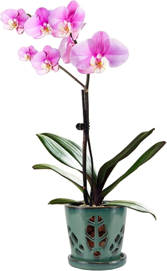 W&W Orchid Pot with Holes and Saucer for Repotting, 5.5 Inches, Grenn