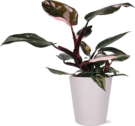 Green Circle Growers Live Pink Princess Philodendron in White Ceramic Pot – Vibrant Variegated Leaves, Perfect Indoor Houseplant, 5-Inch Decorative Planter