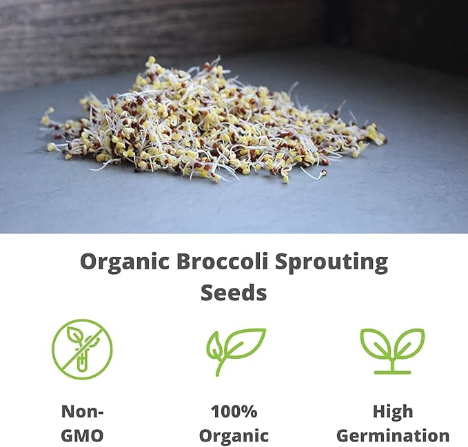 Handy Pantry Broccoli Sprouts Seed Organic- 1 Lb - Non-GMO Organic Broccoli Seeds for Sprouting, Microgreens Sprouting Seeds, Contain Sulforaphane