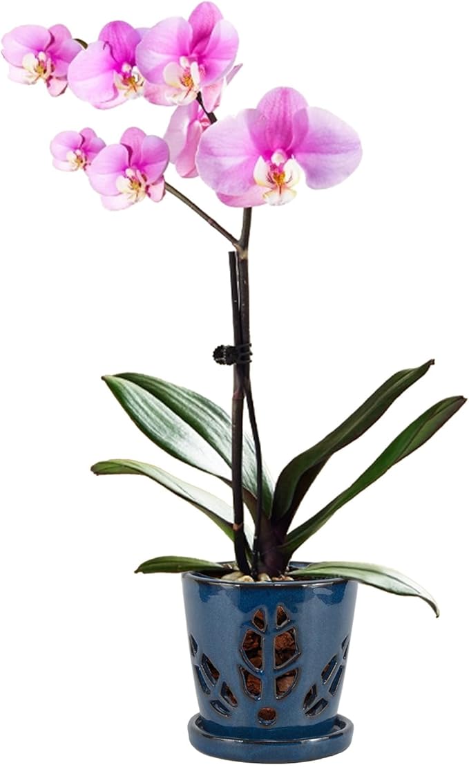 W&W Orchid Pot with Holes and Saucer for Repotting, 5.5 Inches, Blue