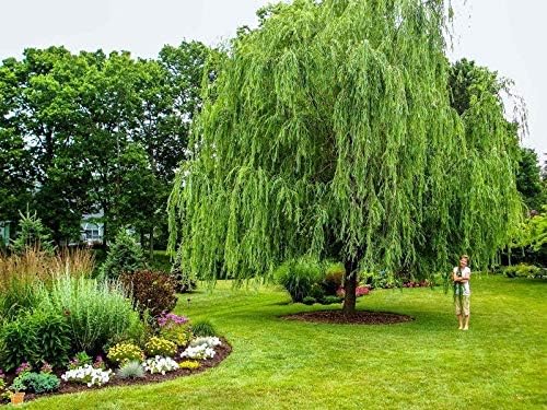 Weeping Willow Tree (Salix babylonica) - 3-4 Feet Tall - (2.5 QT)
