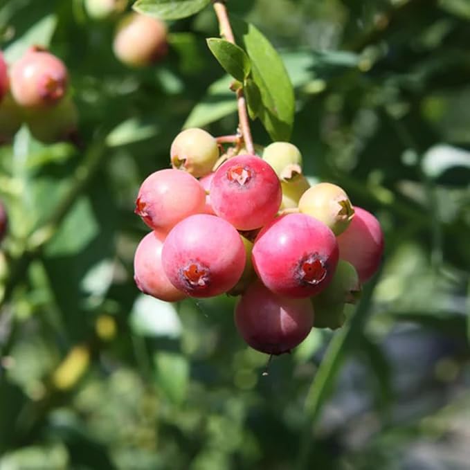 Pink Lemonade Blueberry (Pink Lemonade)