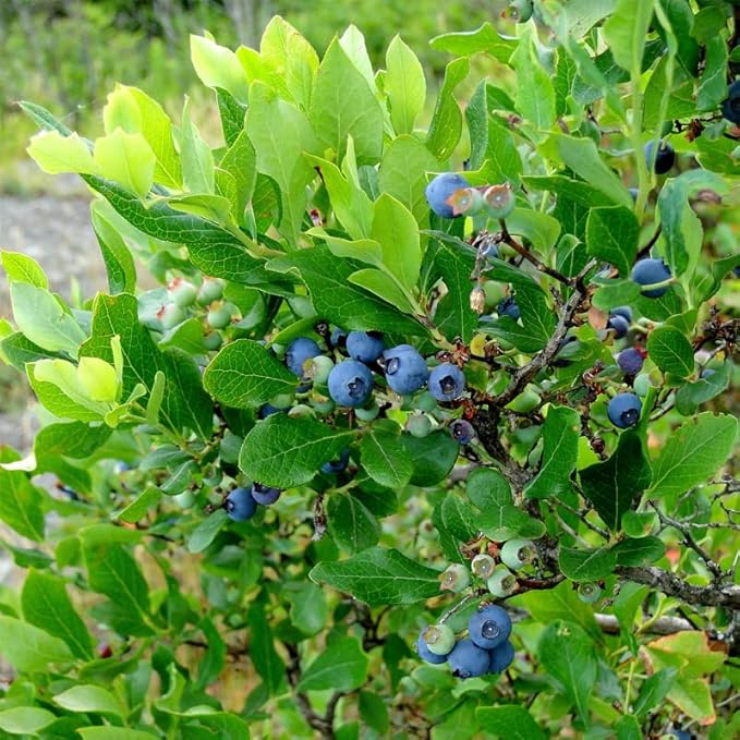 Pink Lemonade Blueberry (Reka)