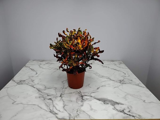 Croton Mammy Plant Live - 3 Gallon Pot - Overall Height 24" to 28" - Tropical Plants of Florida…