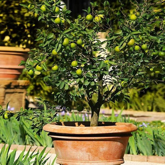 Brighter Blooms - Key Lime Tree, 4-5 ft. - No Shipping to AK, AL, AZ, CA, FL, GA, HI, LA, MS, OR, TX