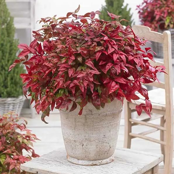 Nandina Gulf Stream - Nandina domestica. Compact Heavenly Bamboo | Year-Round Color | Low Maintenance Shrub | Drought Tolerant | Live Plant (2 Nandina Gulf Stream Bags)